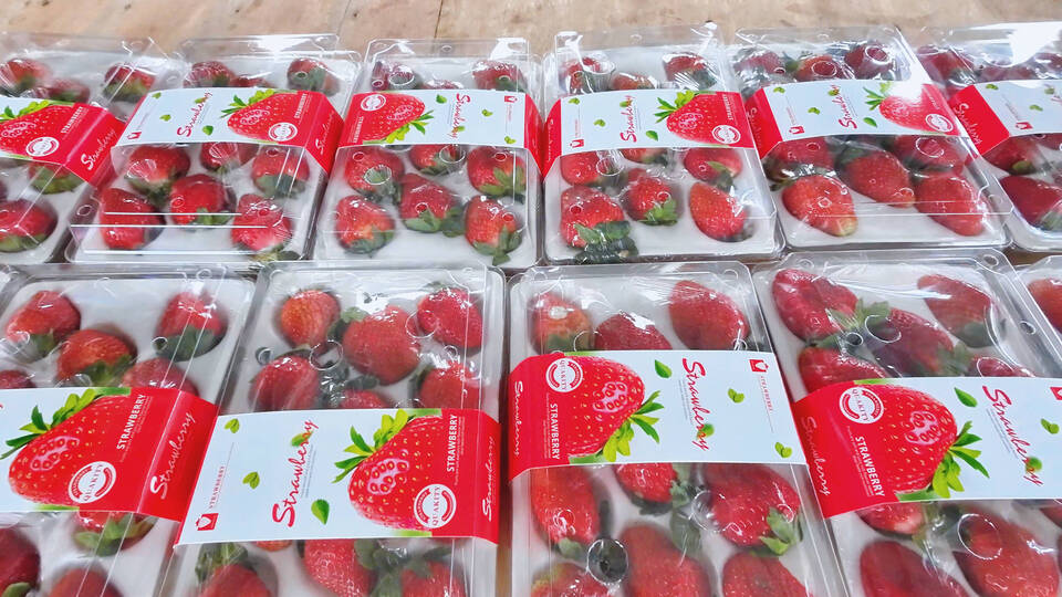 草莓包裝.jpg 草莓包裝.jpg